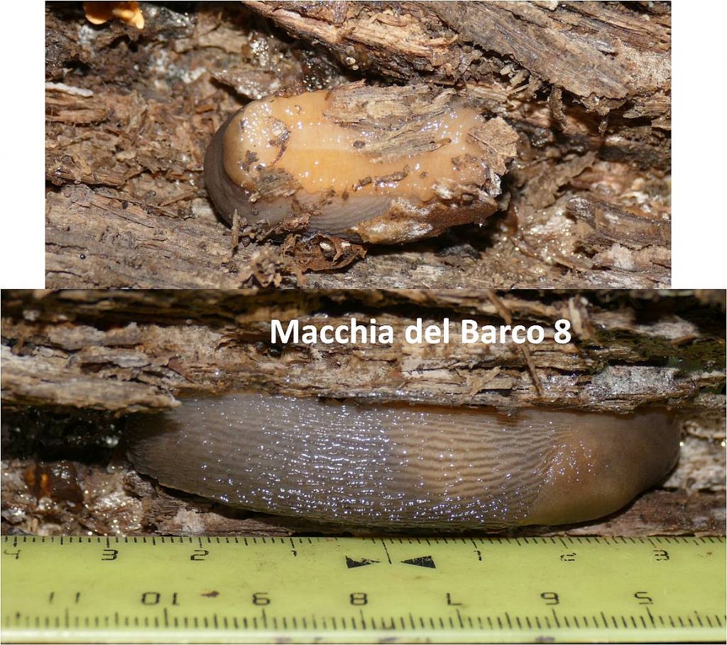 lumache dalla macchia del barco